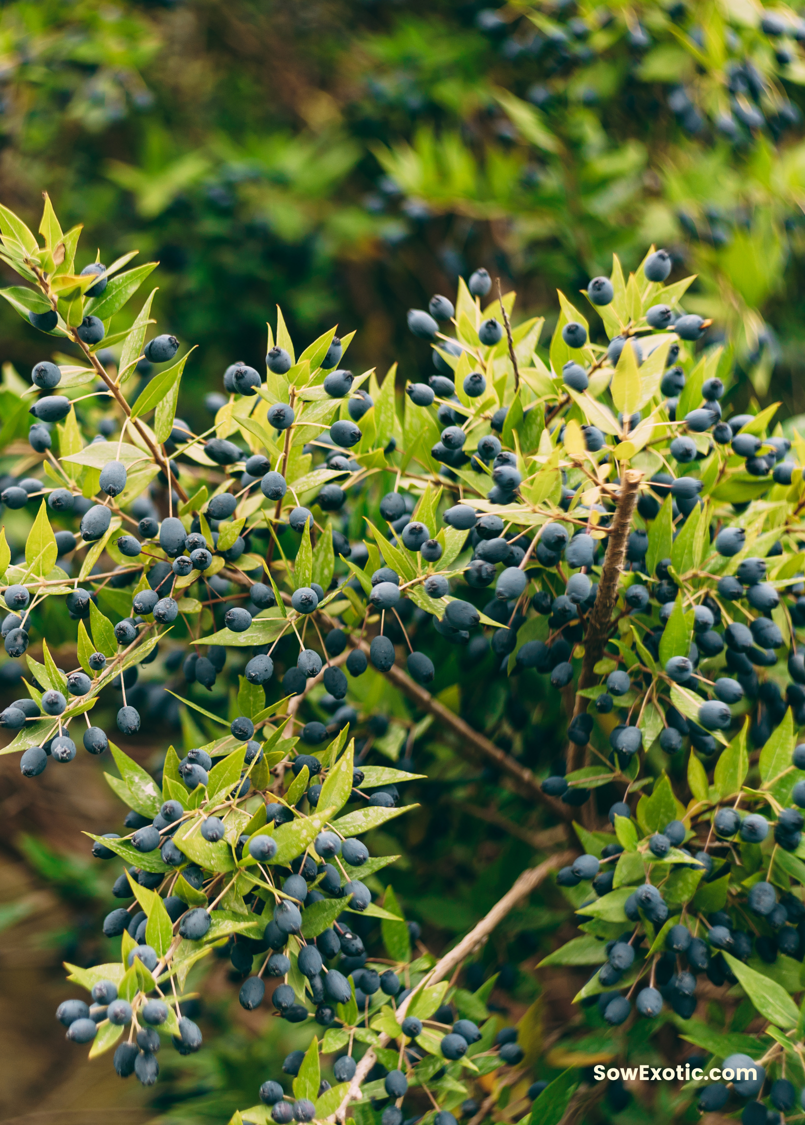 Greek Myrtle (Myrtus communis) tropical fruit tree in a coconut coir pot, healthy green foliage, ready for planting.