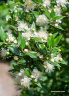 Greek Myrtle (Myrtus communis) tropical fruit tree in a coconut coir pot, healthy green foliage, grown by Sow Exotic.