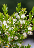 Greek Myrtle (Myrtus communis) tropical fruit tree in a coconut coir pot, shown as a healthy, lush green plant.
