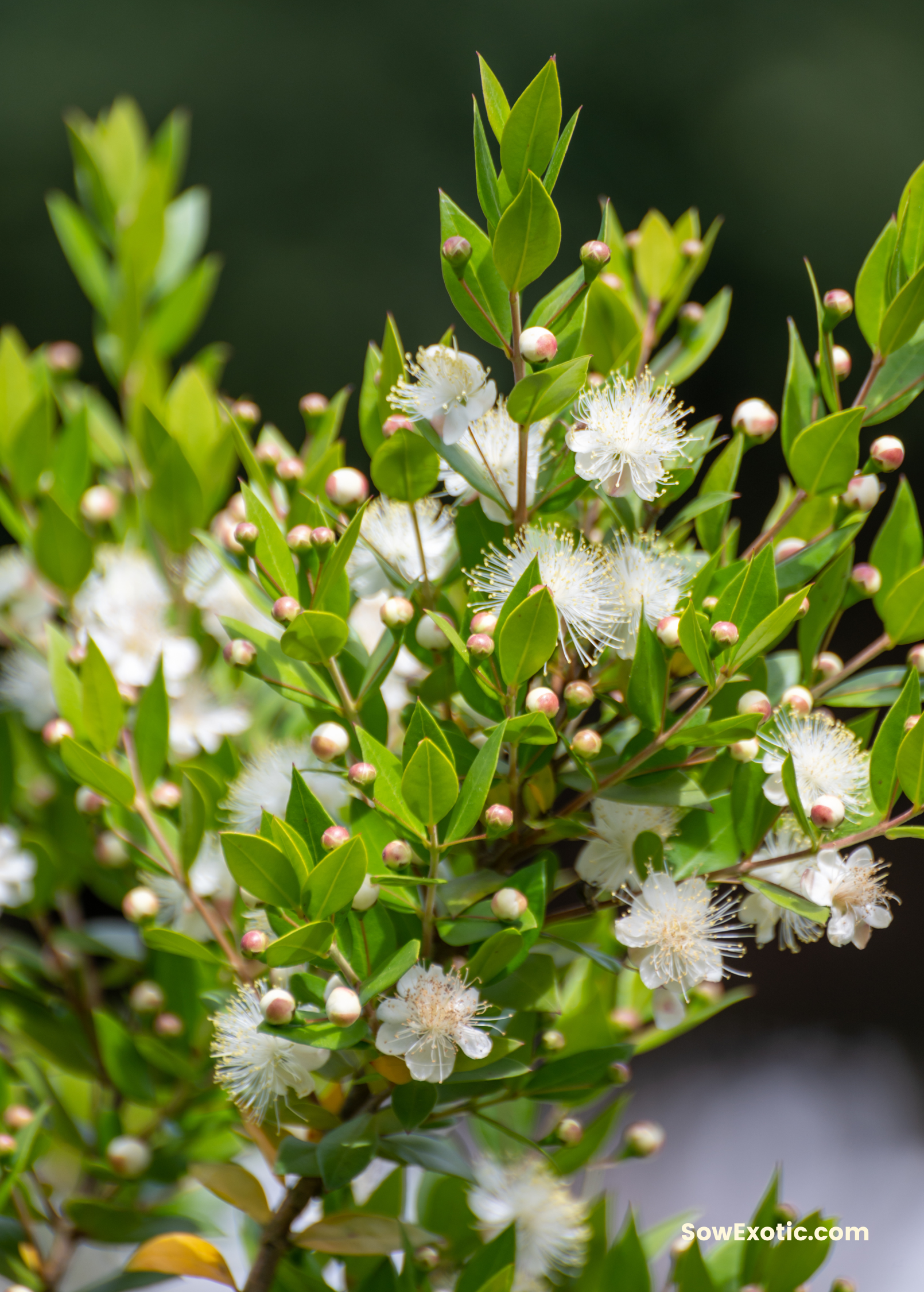 Greek Myrtle (Myrtus communis) tropical fruit tree in a coconut coir pot, shown as a healthy, lush green plant.