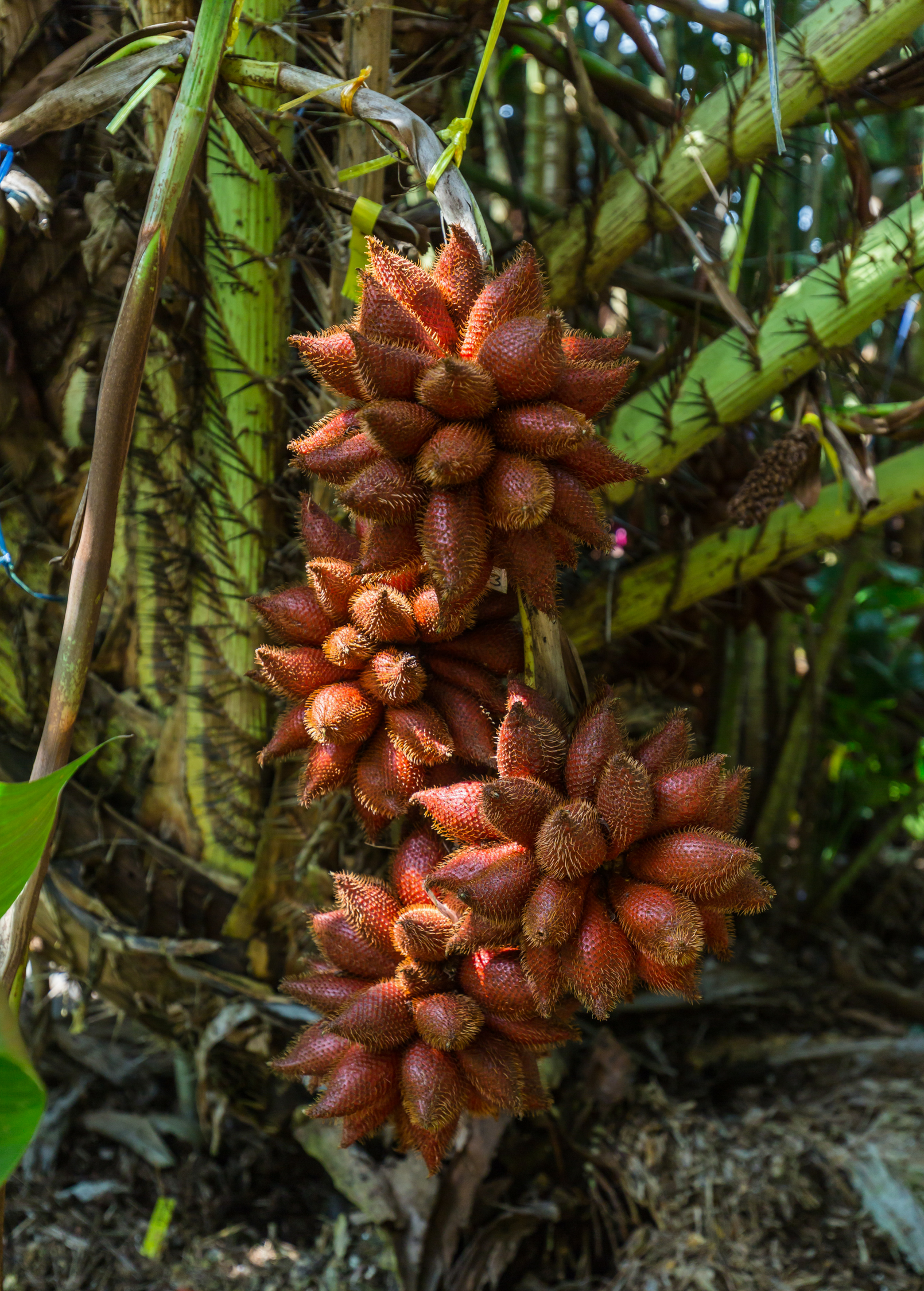 Tropical Snake Fruit Tree (Salacca zalacca) in a coconut coir pot, grown by Sow Exotic, with lush green snake fruit leaves.