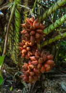 Tropical Snake Fruit Tree (Salacca zalacca) in a coconut coir pot, grown by Sow Exotic, with lush green snake fruit leaves.