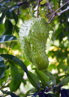 Soursop tropical fruit tree in coconut coir pot by Sow Exotic, showcasing green leaves and healthy growth.