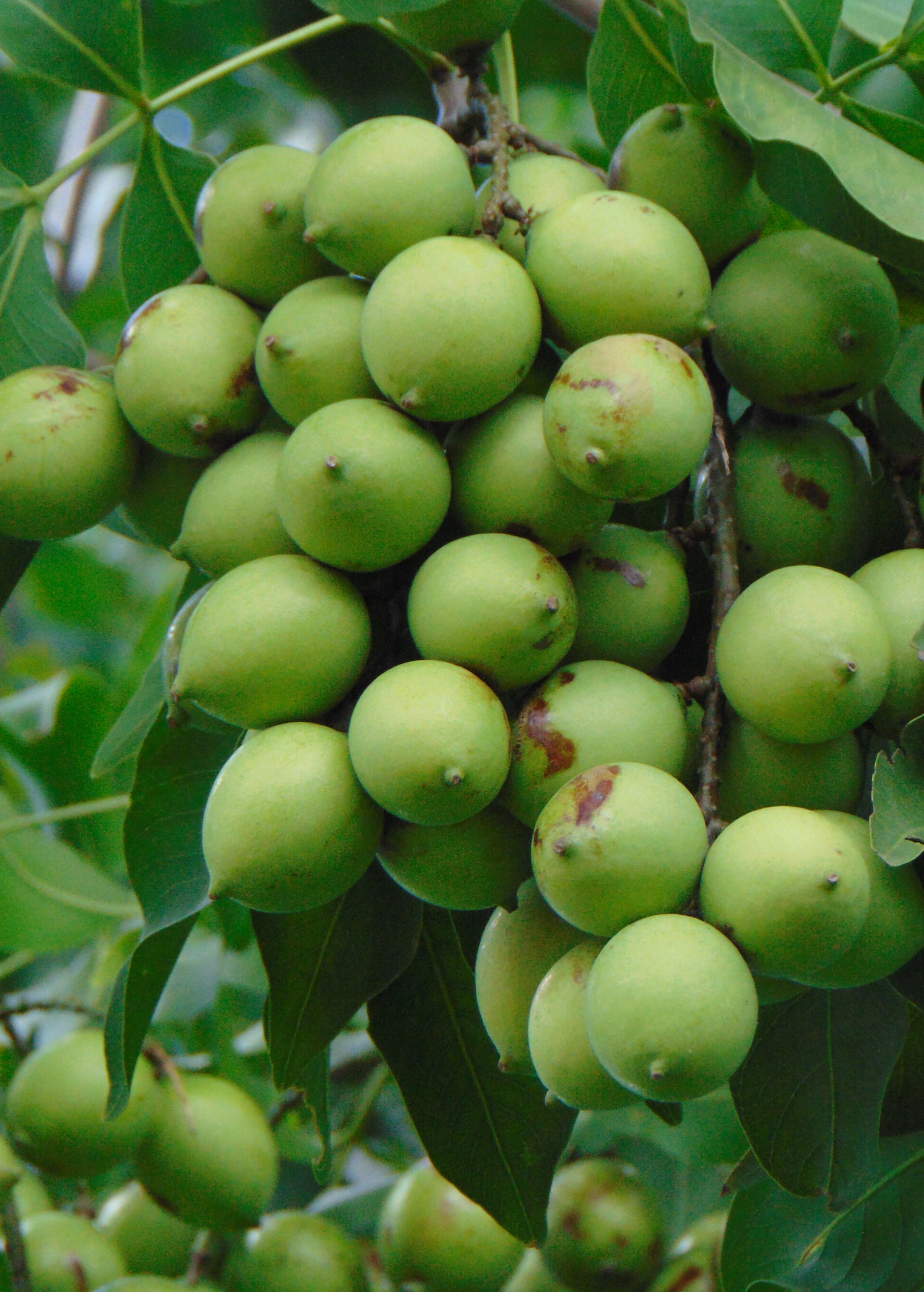 Spanish Lime tropical fruit tree in a coconut coir pot by Sow Exotic, showcasing lush green foliage and young fruit.