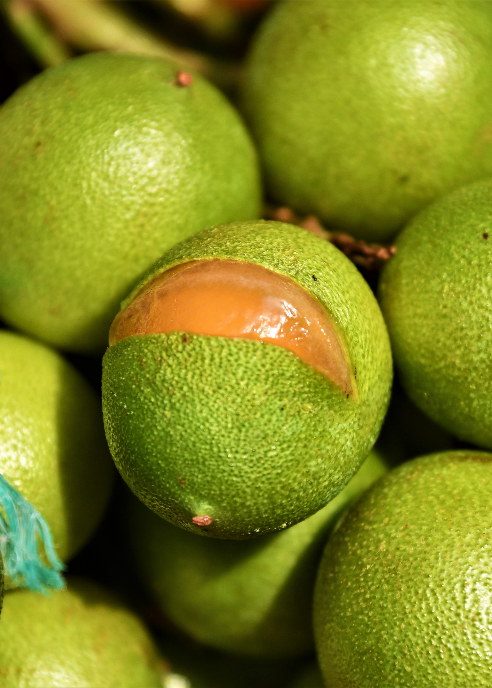 Spanish Lime tropical fruit tree in coconut coir pot by Sow Exotic, showcasing lush green foliage and healthy growth.