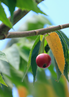 Red Strawberry Tree (Muntingia calabura) in coconut coir pot, tropical fruit tree by Sow Exotic with lush green foliage.