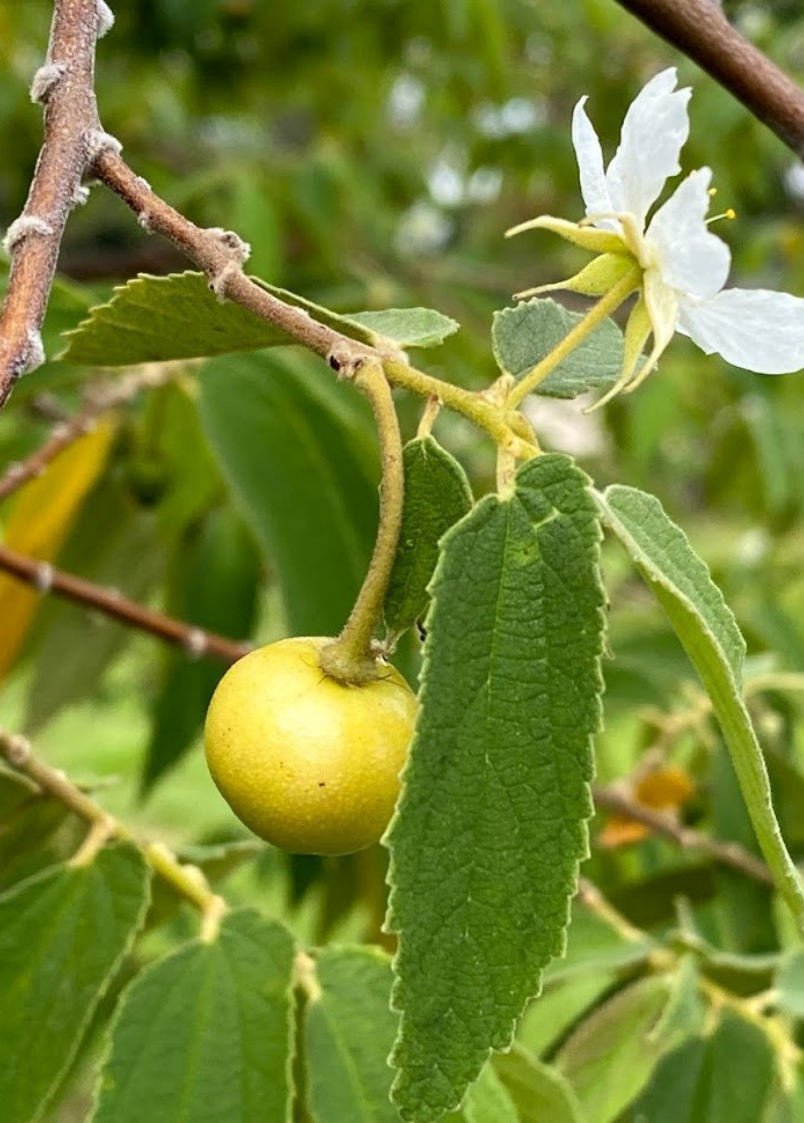 Yellow Strawberry Tree (Muntingia calabura) in a coconut coir pot, showcasing lush green leaves and vibrant yellow fruit.