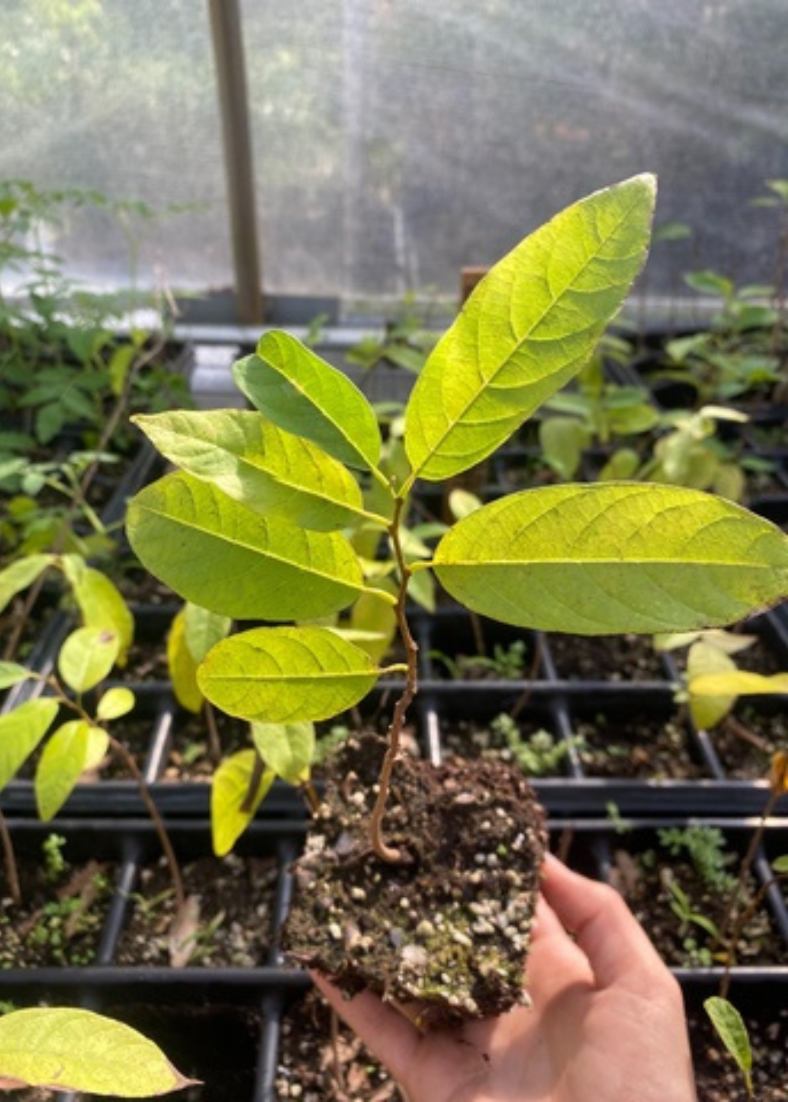 Green Sugar Apple Seedling in coconut coir pot, tropical fruit tree by Sow Exotic, showcasing healthy foliage and young growth.