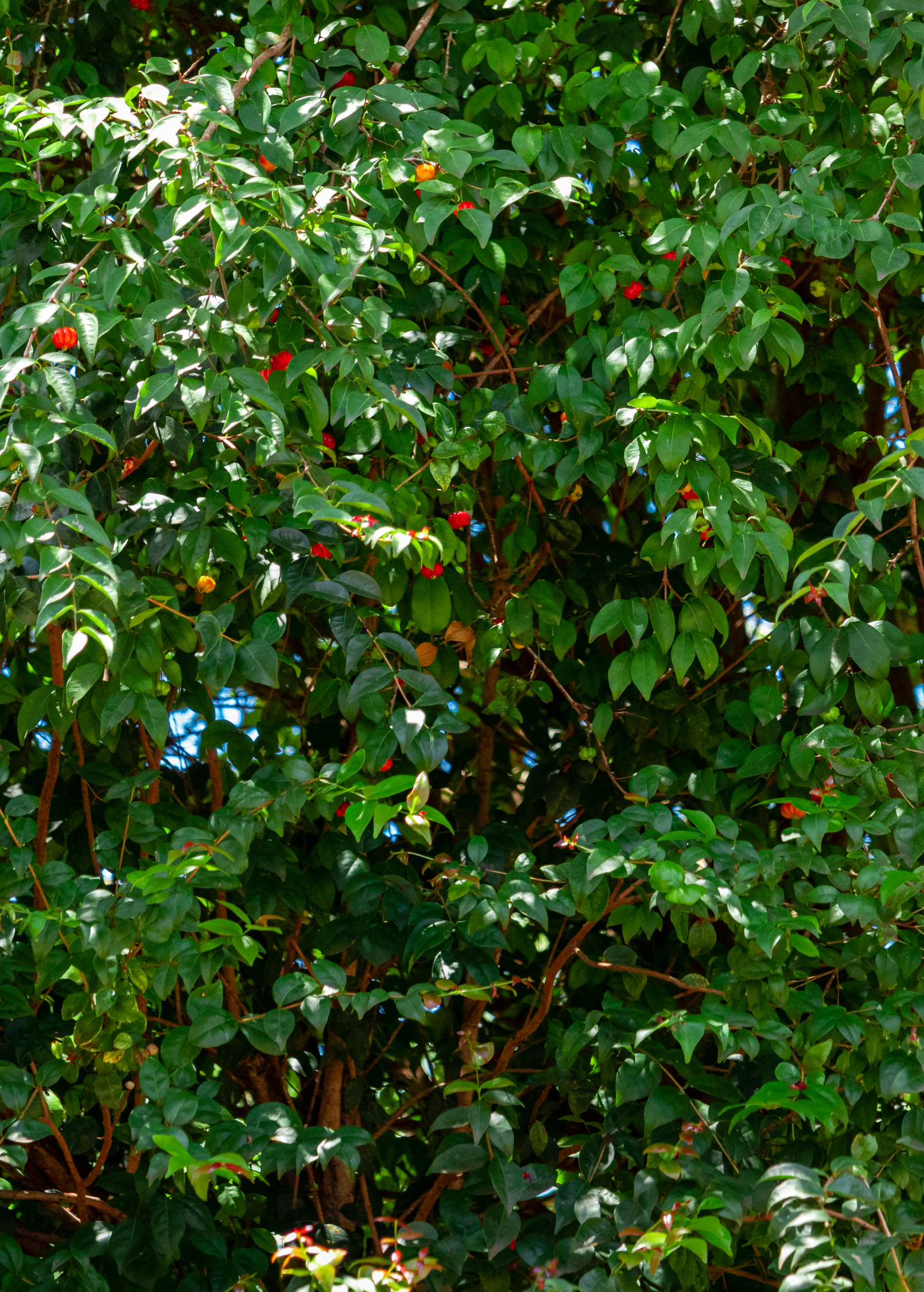 Surinam Cherry tree in coconut coir pot by Sow Exotic, tropical fruit tree with lush green foliage and flowering branches.