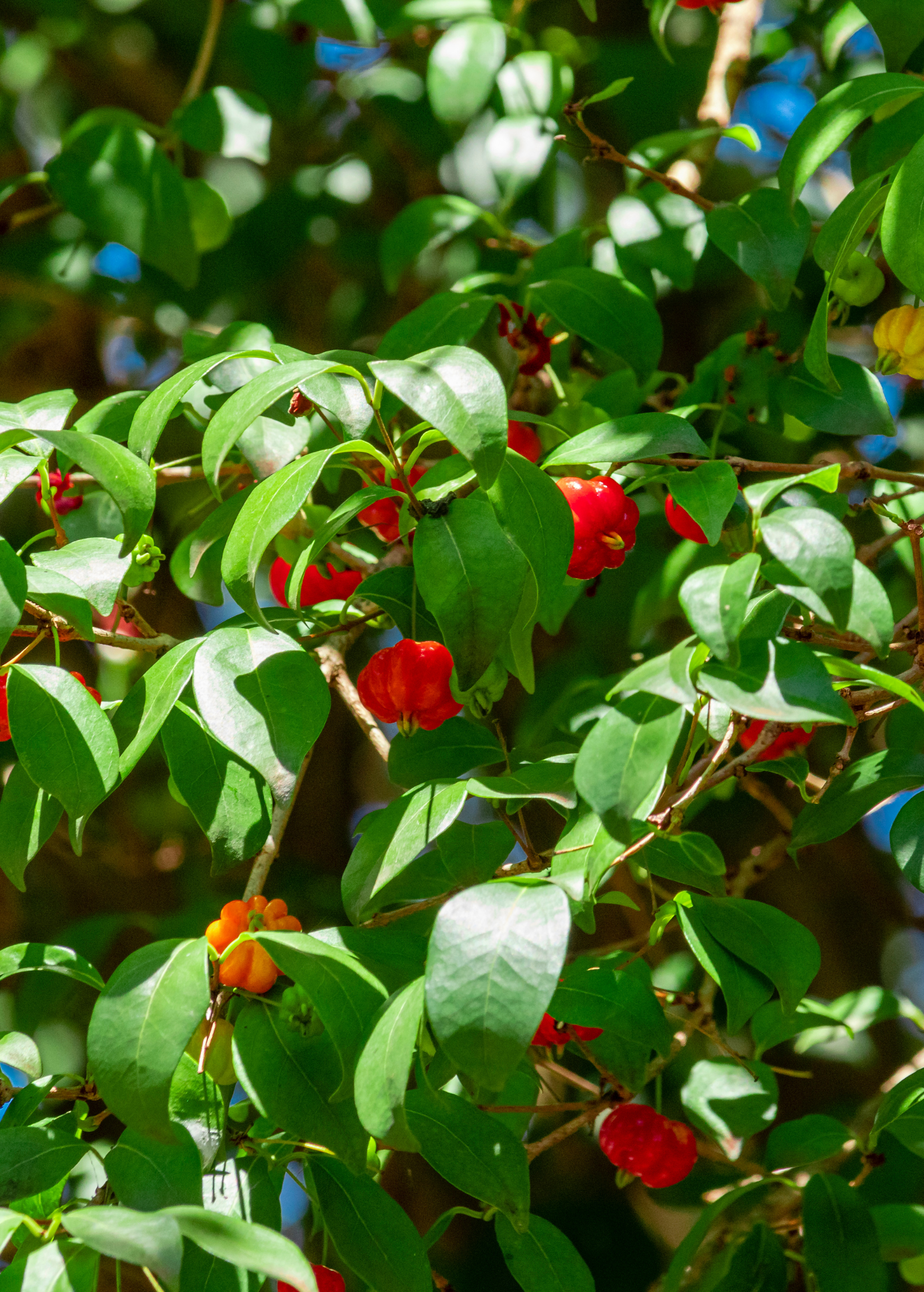 Surinam Cherry tropical fruit tree by Sow Exotic in a coconut coir pot, with lush green leaves and developing red fruit.