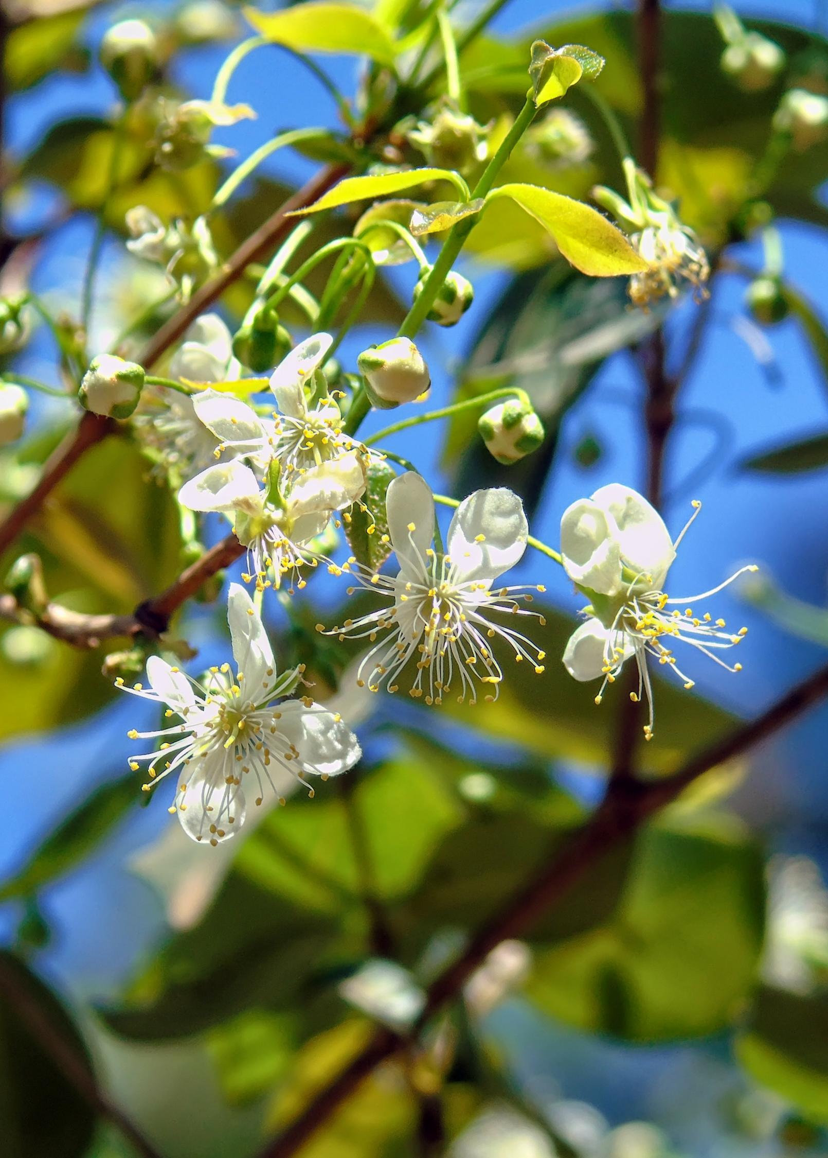 Surinam Cherry tropical fruit tree by Sow Exotic in a coconut coir pot, showcasing lush green leaves and developing fruit.