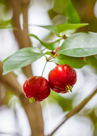 Surinam Cherry Eugenia uniflora tropical fruit tree in a coconut coir pot, grown by Sow Exotic.