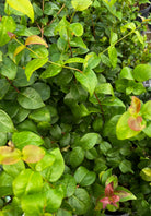 Tropical Surinam Cherry (Eugenia uniflora) tree in a coconut coir pot by Sow Exotic, showcasing lush green foliage and fruit.