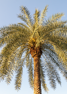 Sylvester Palm (Phoenix sylvestris) tropical fruit tree in coconut coir pot, healthy green fronds, ornamental plant for outdoor or indoor.