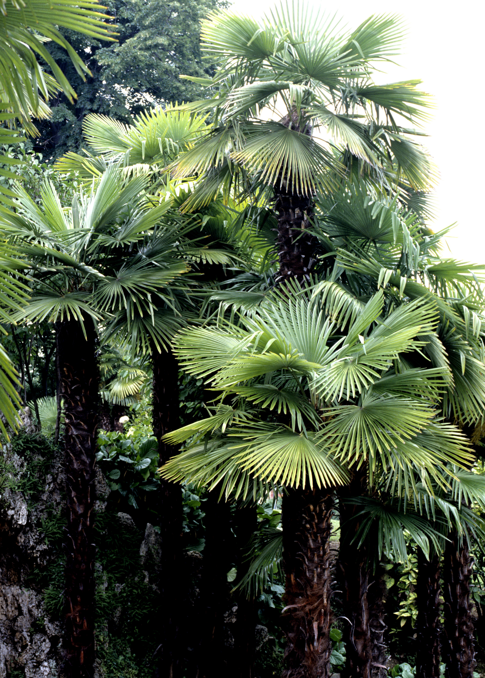 Windmill Palm (Trachycarpus fortunei) tropical fruit tree in coconut coir pot, with lush green fronds and a slender trunk.