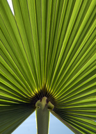 Windmill Palm (Trachycarpus fortunei) tropical fruit tree in a coconut coir pot, featuring lush green fronds and a sturdy trunk.