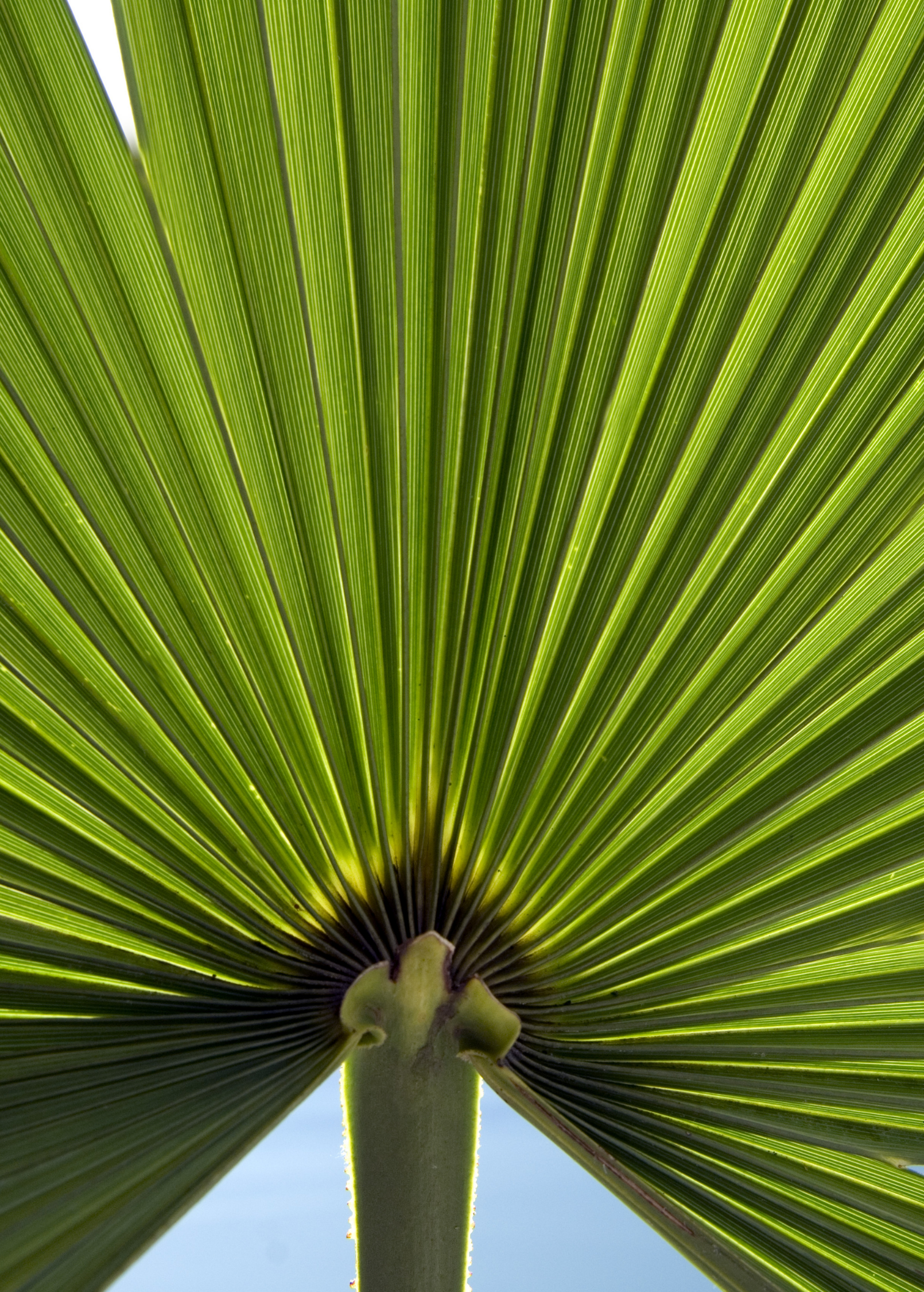 Windmill Palm (Trachycarpus fortunei) tropical fruit tree in a coconut coir pot, featuring lush green fronds and a sturdy trunk.