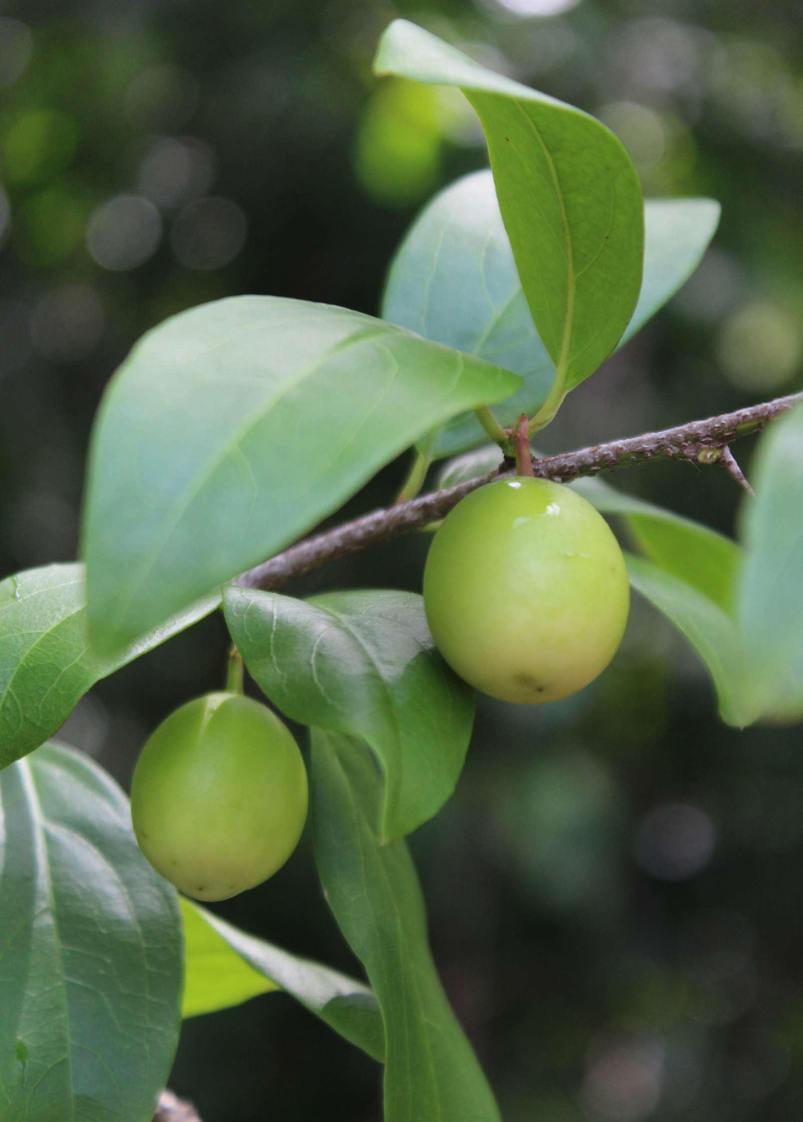 Ximenia Americana tropical fruit tree in a coconut coir pot, grown by Sow Exotic, showcasing lush green leaves and healthy growth.
