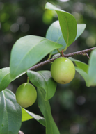 Ximenia Americana tropical fruit tree in a coconut coir pot, grown by Sow Exotic, showcasing lush green leaves and healthy growth.