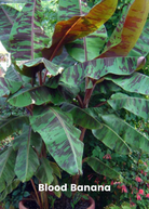 Tropical fruit tree bundle with Siam Ruby, Blood Banana, Dwarf Cavendish, and Red Abyssinian banana plants in coconut coir pots.