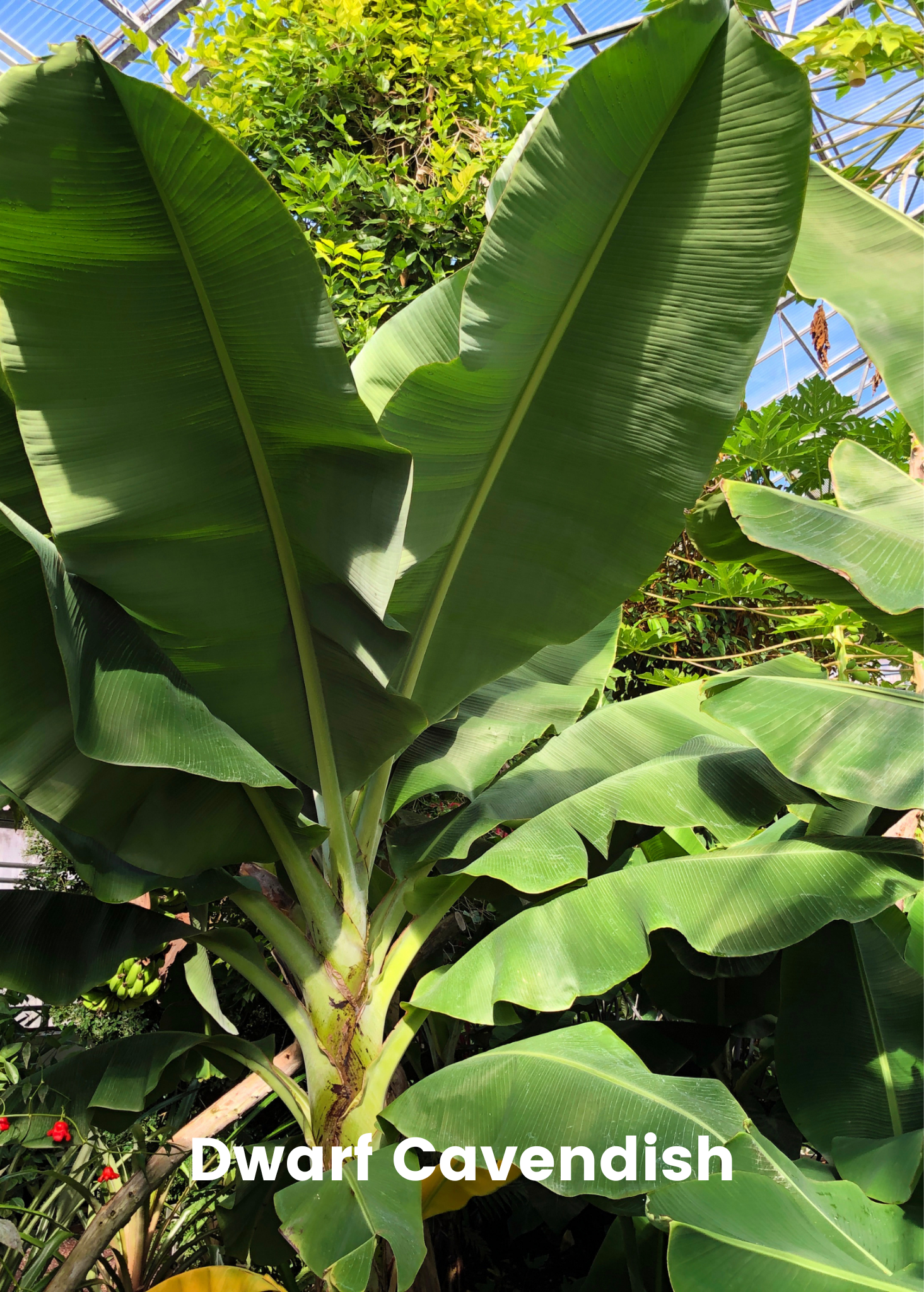 Tropical fruit tree bundle with Siam Ruby, Blood Banana, Dwarf Cavendish, and Red Abyssinian banana plants in coconut coir pots.