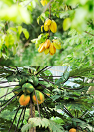 Fast growing tropical fruit tree bundle with star fruit and papaya in coconut coir pots by Sow Exotic.