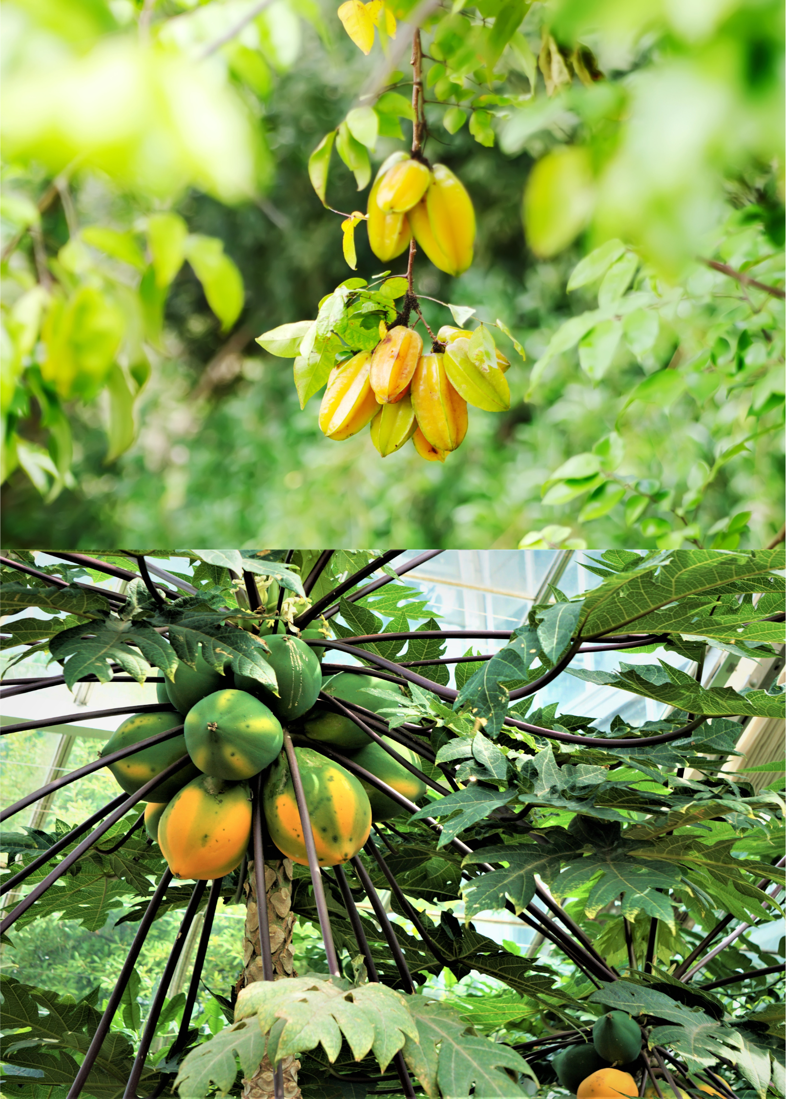Fast growing tropical fruit tree bundle with star fruit and papaya in coconut coir pots by Sow Exotic.