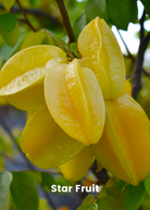 Fast growing tropical fruit tree bundle from Sow Exotic featuring star fruit and papaya in coconut coir pots.