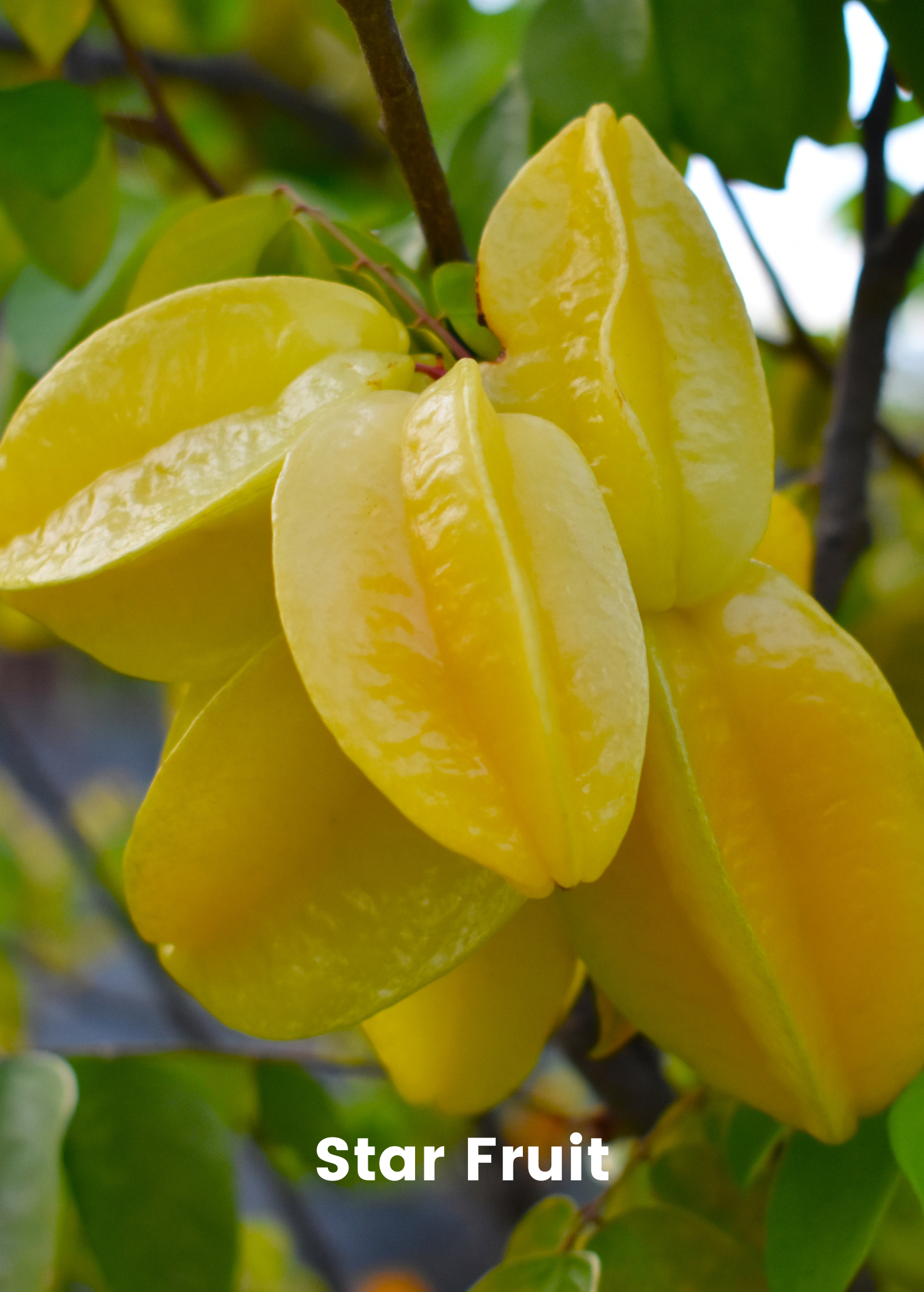 Fast growing tropical fruit tree bundle from Sow Exotic featuring star fruit and papaya in coconut coir pots.