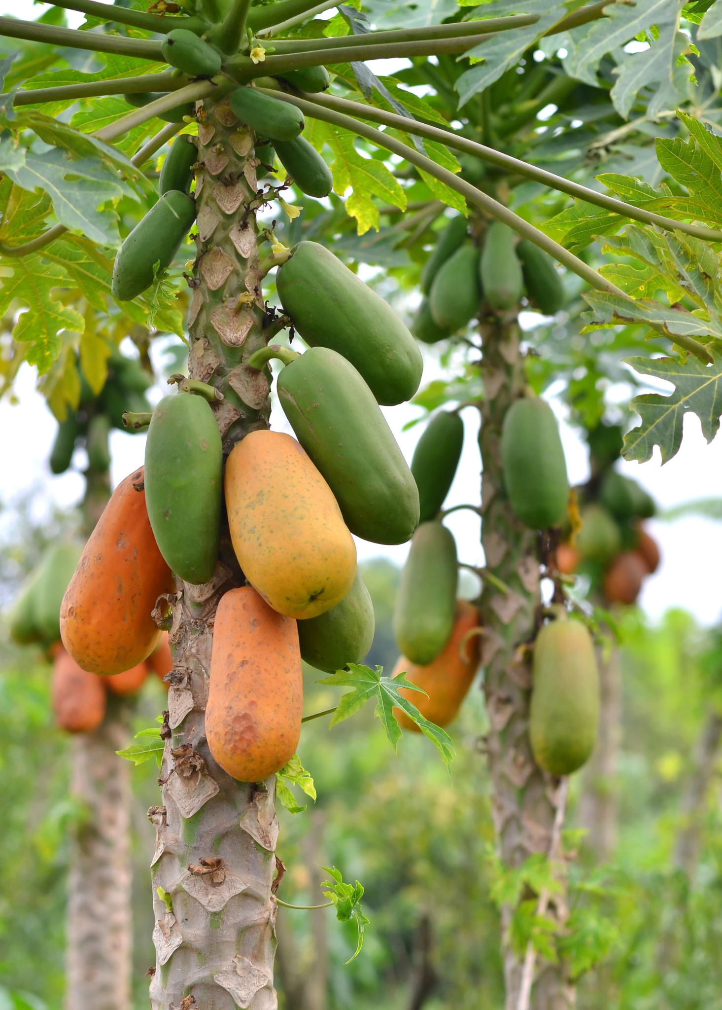 Fast-growing tropical fruit tree bundle featuring star fruit and papaya in coconut coir pots by Sow Exotic.
