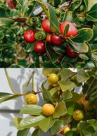 Guava bundle with strawberry and lemon guava tropical fruit trees in coconut coir pots by Sow Exotic