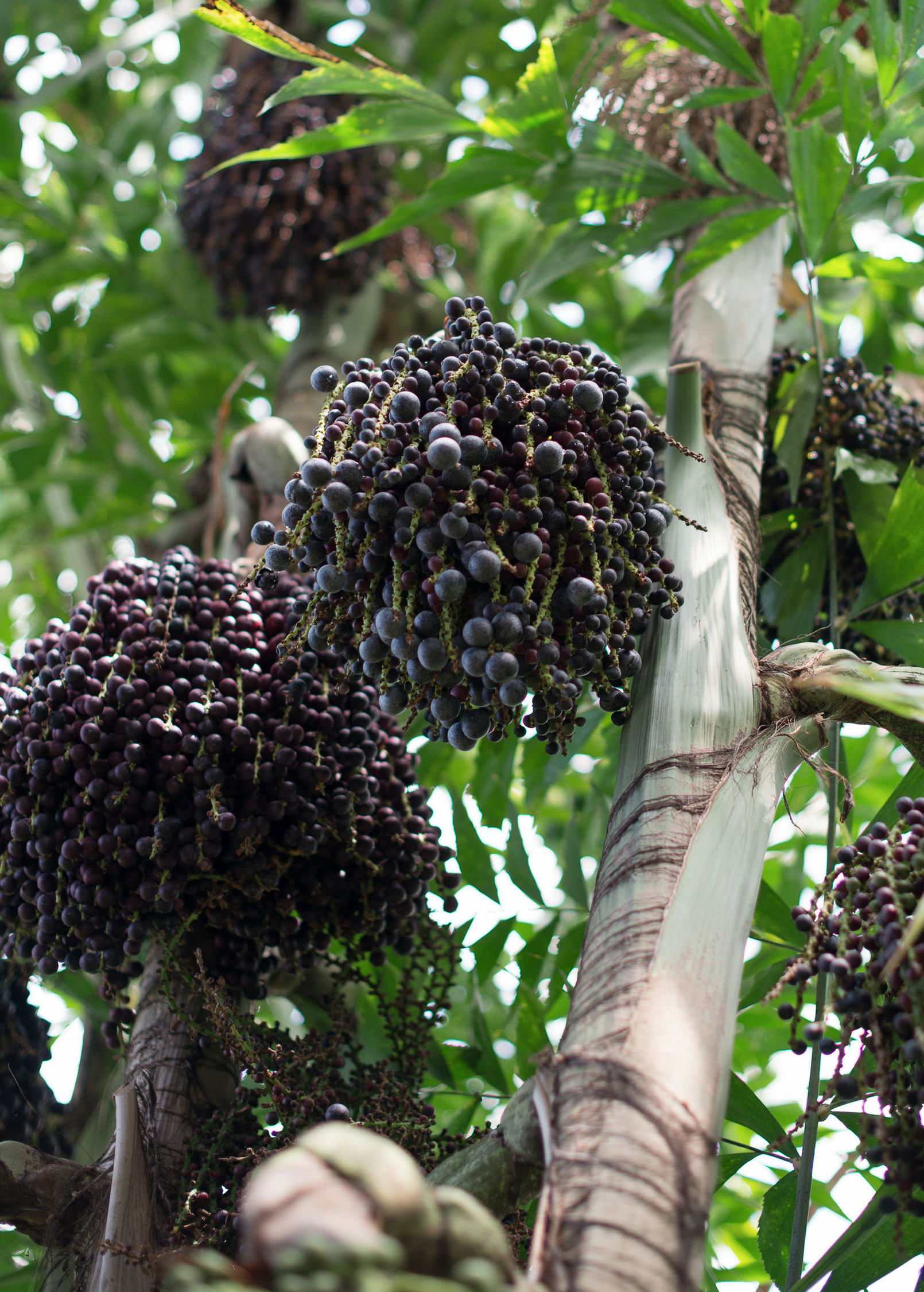Dwarf Açaí Palm tree in a pot, tropical fruit tree by Sow Exotic, showcasing lush green fronds and compact growth.
