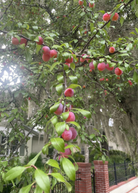 Chickasaw Plum tropical fruit tree in a coconut coir pot, showing lush green foliage and young branches, by Sow Exotic.