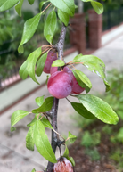 Chickasaw Plum tropical fruit tree in a coconut coir pot, featuring green foliage and young branches, grown by Sow Exotic.