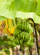 Two small Sow Exotic Banana 'Gran Nain' tropical fruit trees in peat pots, showcasing lush green leaves and healthy growth.