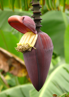 Two small Sow Exotic banana 'Gran Nain' tropical fruit trees in peat pots, showcasing lush green foliage.