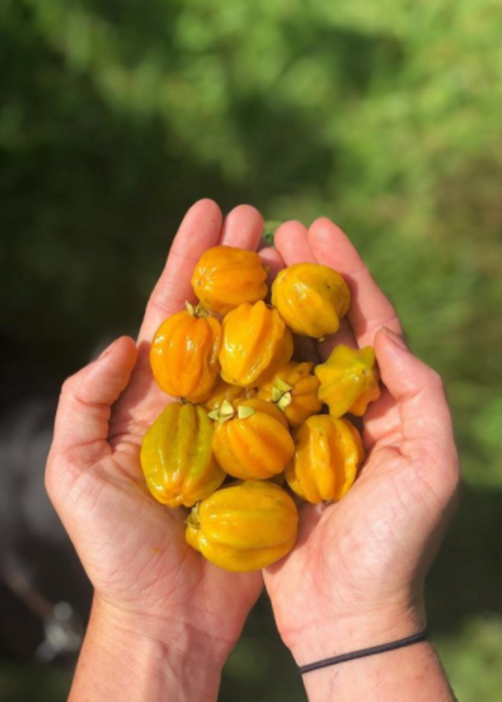 Two Sow Exotic Pitangatuba (Eugenia neonitida) tropical fruit trees in small peat pots, ready for planting.