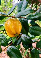 Two Sow Exotic Pitangatuba (Eugenia neonitida) tropical fruit trees in small peat pots, ready for planting.