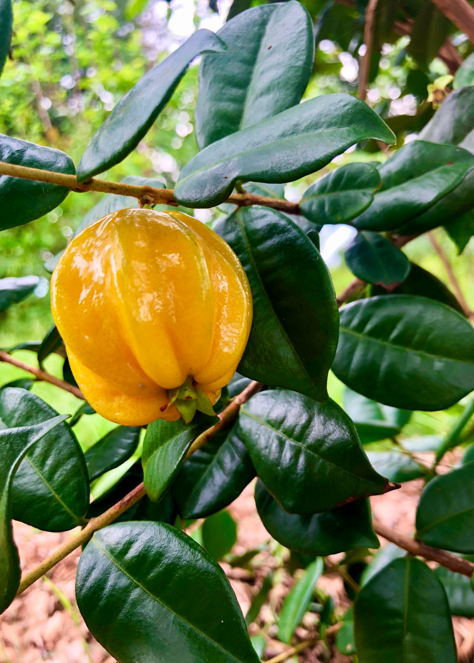 Two Sow Exotic Pitangatuba (Eugenia neonitida) tropical fruit trees in small peat pots, ready for planting.