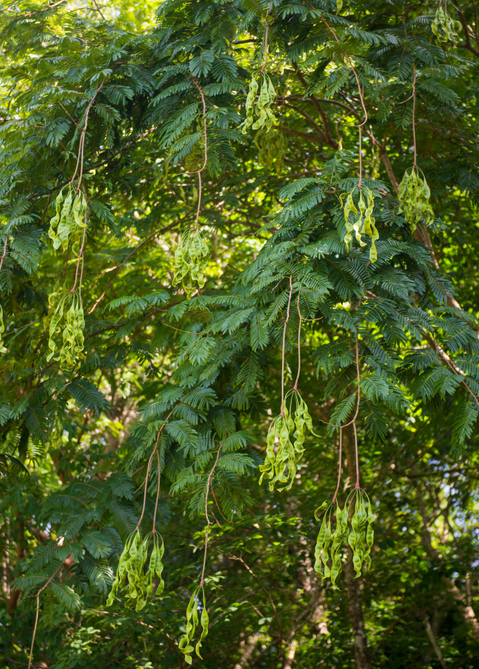 Large African Locust Bean Tree (Parkia biglobosa) in burlap pot, tropical fruit tree by Sow Exotic