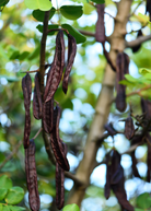 Large African Locust Bean Tree in burlap pot by Sow Exotic, showcasing lush foliage and tropical fruit tree features.