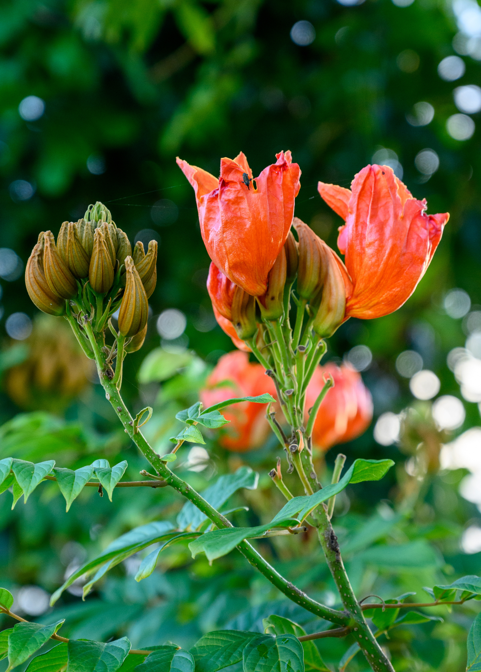 African Tulip Tree, Jamaican Donkey Pee Pee tropical fruit tree in large burlap pot with vibrant orange flowers, grown by Sow Exotic.