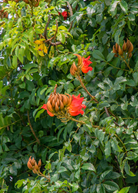 African Tulip Tree in large burlap pot, tropical fruit tree with vibrant orange flowers, native to Jamaica, by Sow Exotic.