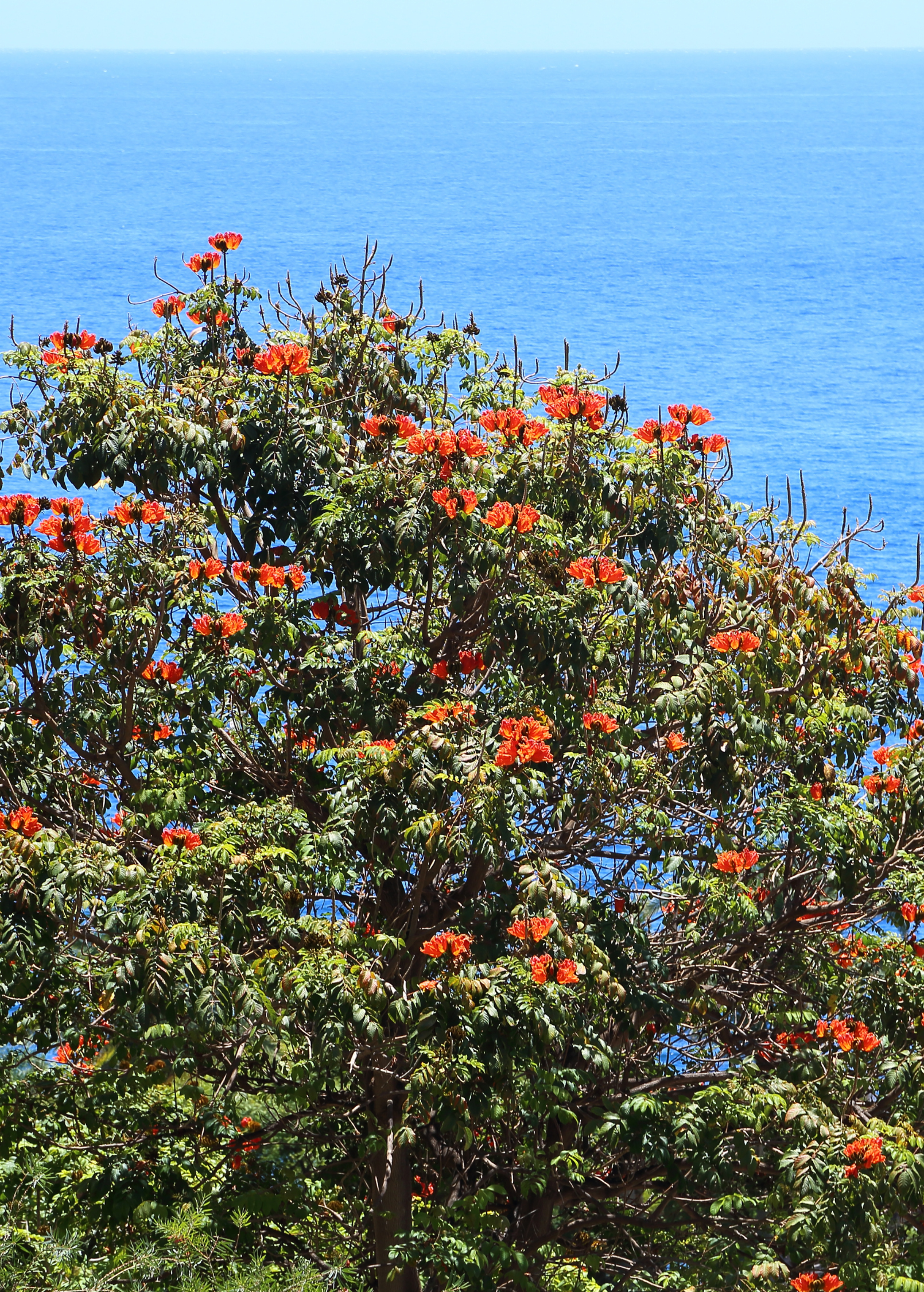 African Tulip Tree in large burlap pot, tropical fruit tree with vibrant orange flowers, native to Jamaica, by Sow Exotic.