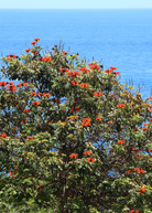 African Tulip Tree in large burlap pot, tropical fruit tree with vibrant orange flowers, native to Jamaica, by Sow Exotic.