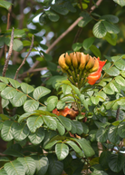 Large African Tulip Tree (Spathodea campanulata) in burlap pot, tropical fruit tree with vibrant orange flowers, by Sow Exotic.