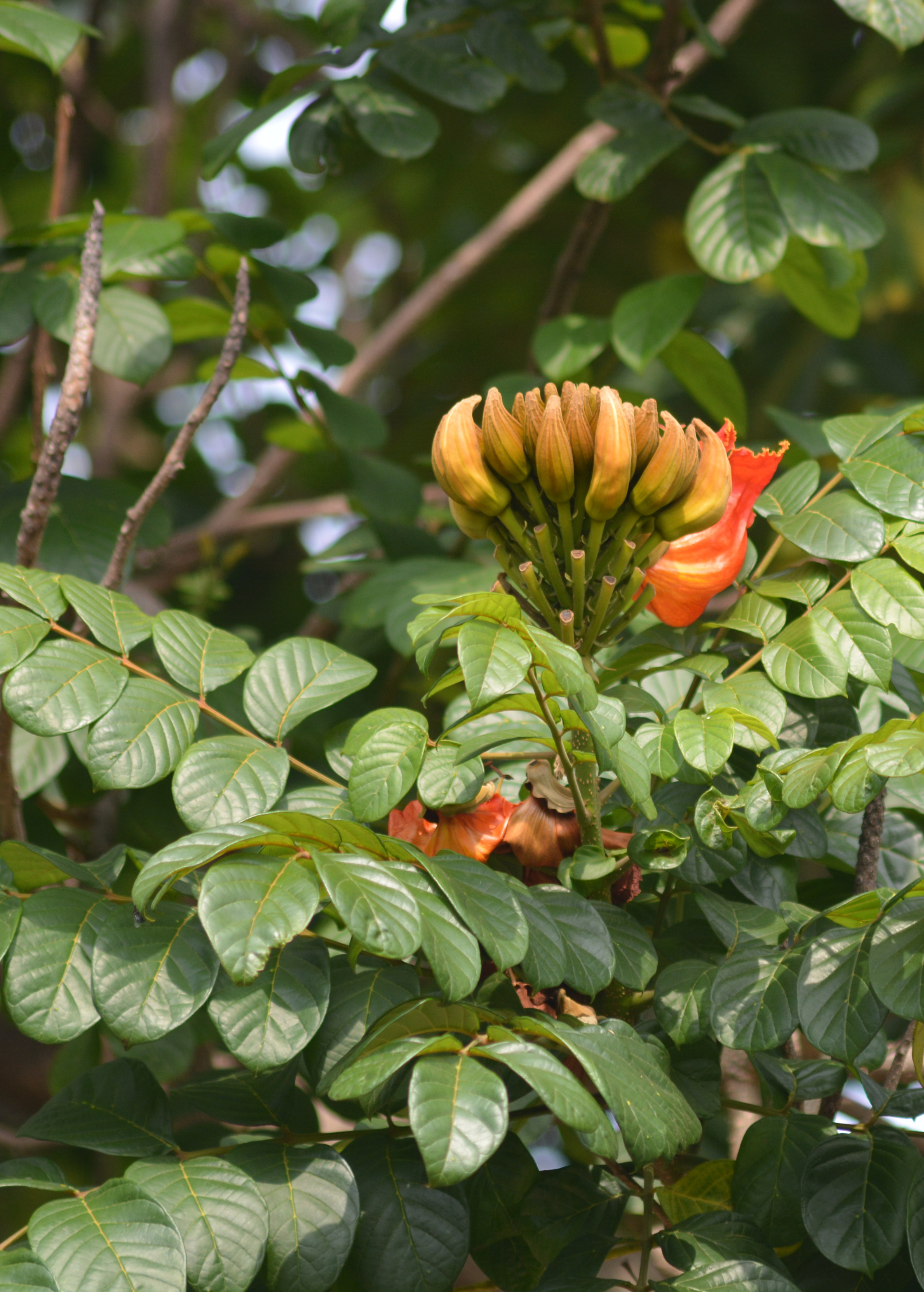 Large African Tulip Tree (Spathodea campanulata) in burlap pot, tropical fruit tree with vibrant orange flowers, by Sow Exotic.