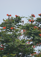 African Tulip Tree in large burlap pot, tropical fruit tree with vibrant orange flowers, native to Jamaica, by Sow Exotic