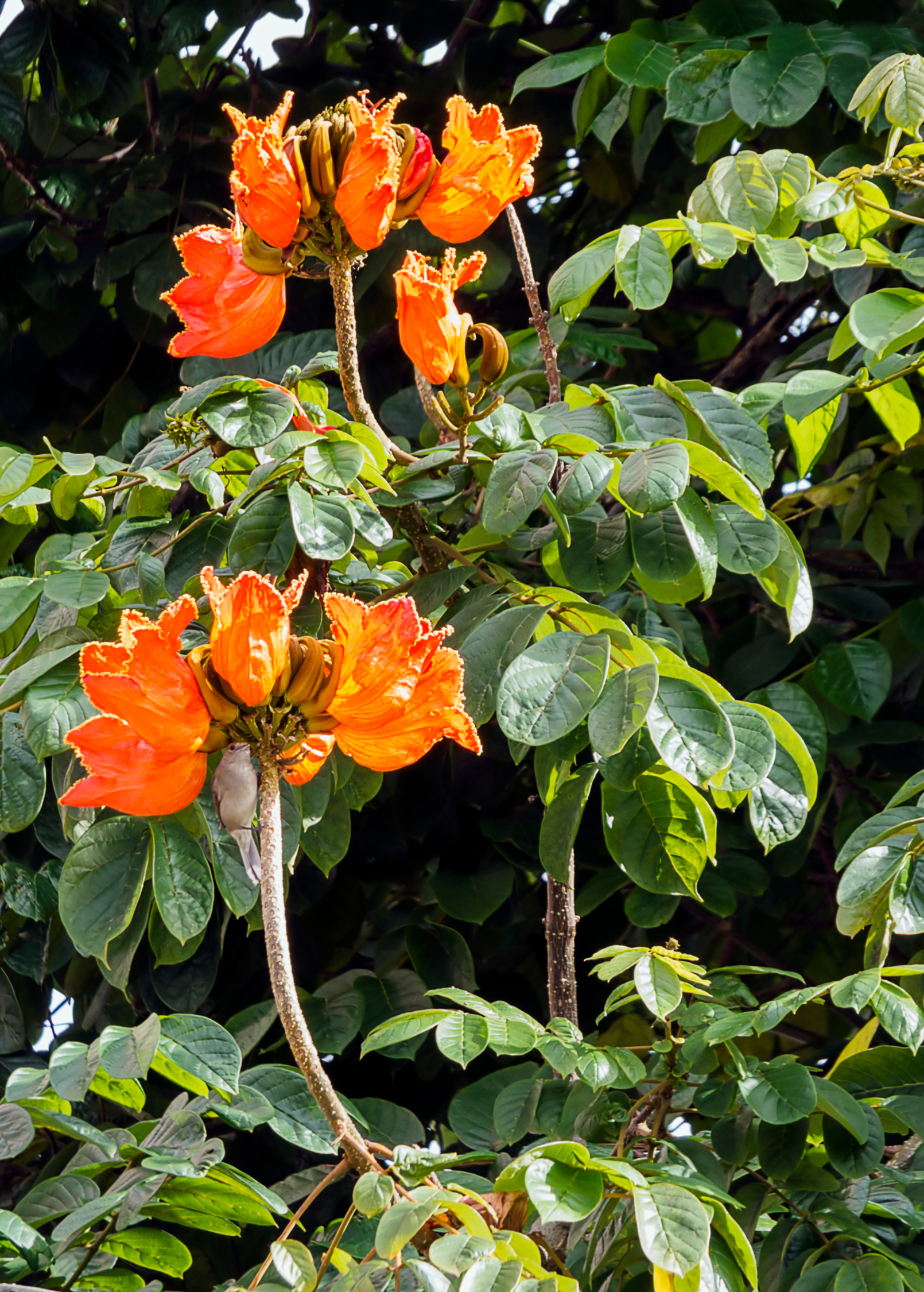 Large African Tulip Tree (Spathodea campanulata) in burlap pot, tropical fruit tree, also known as Jamaican Donkey Pee Pee, by Sow Exotic.