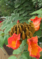 Large African Tulip Tree (Spathodea campanulata) in burlap pot, tropical fruit tree by Sow Exotic with vibrant green foliage.